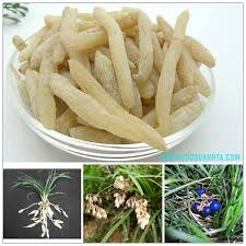 vị thuốc mạch m&ocirc;n đ&ocirc;ng